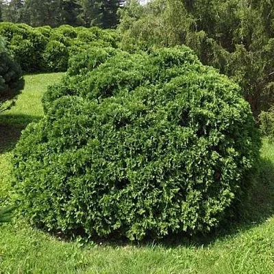 Туя УМБРАКУЛИФЕРА западная в Ярославле