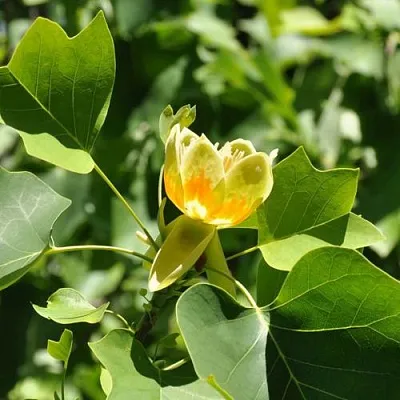 ЛИРИОДЕНДРОН тюльпанный в Ярославле