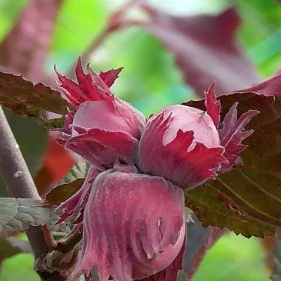 Фундук КАРДИНАЛ в Ярославле