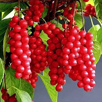 Лимонник САДОВЫЙ 1 китайский  в Ярославле