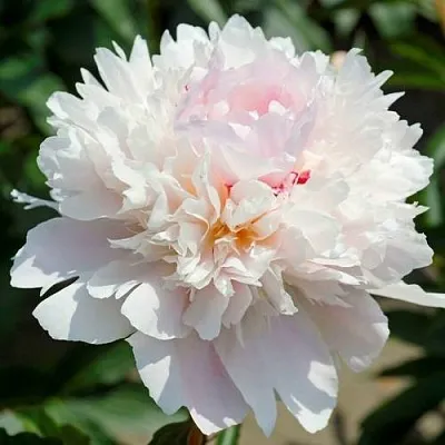 Пион АЛЕРТИ травянистый  Пион АЛЕРТИ травянистый в Ярославле