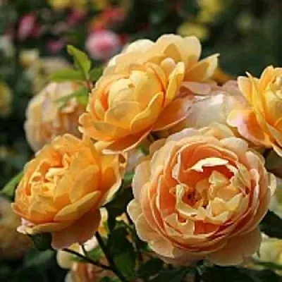 Саженцы роз ГОЛДЕН СЕЛЕБРЕЙШЕН английская в Ярославле