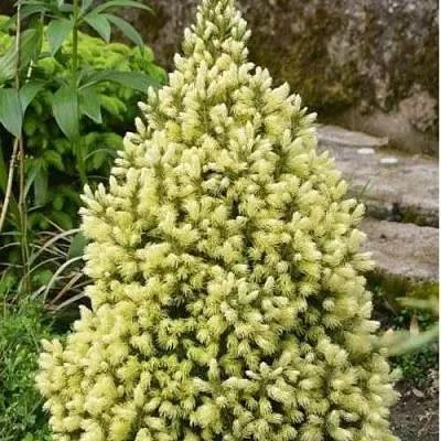 Ель МАЙГОЛД колючая  Ель МАЙГОЛД колючая в Ярославле