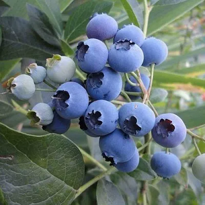 Голубика ЛЕГАЦИЯ  Голубика ЛЕГАЦИЯ в Ярославле