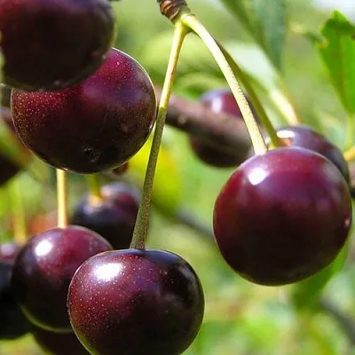 Вишня ЛИВЕНСКАЯ  Вишня ЛИВЕНСКАЯ в Ярославле