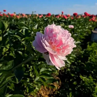 Пион ИМПЕРАТОРСКАЯ НАЛОЖНИЦА древовидный в Ярославле