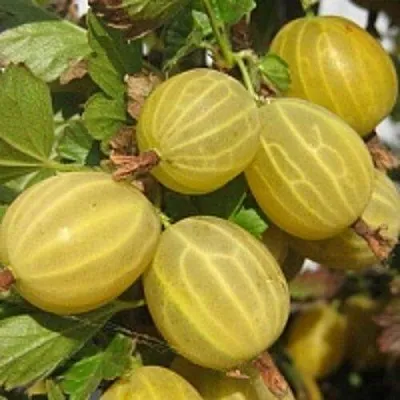 Крыжовник КУРШУ ДЗИНТАРС в Ярославле