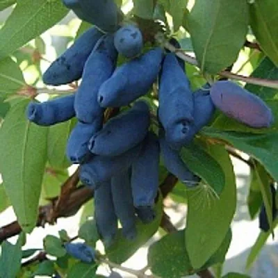 Жимолость съедобная ГОРДОСТЬ БАКЧАРА  Жимолость съедобная ГОРДОСТЬ БАКЧАРА в Ярославле