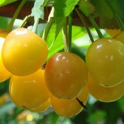 Черешня ЯНТАРНАЯ  Черешня ЯНТАРНАЯ в Ярославле