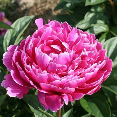 Пион СЕБАСТЬЯН МААС травянистый  Пион СЕБАСТЬЯН МААС травянистый в Ярославле