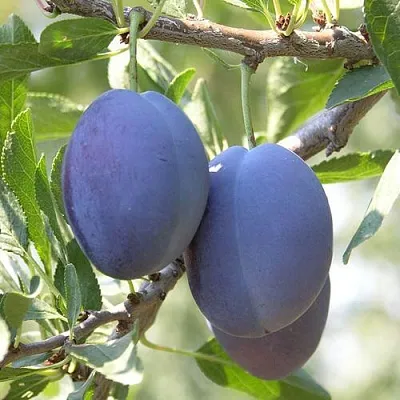 Слива СТЭНЛИ  Слива СТЭНЛИ в Ярославле