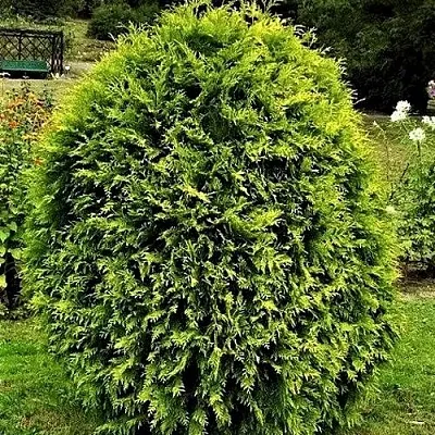 Туя ТИП ТОП западная  Туя ТИП ТОП западная в Ярославле