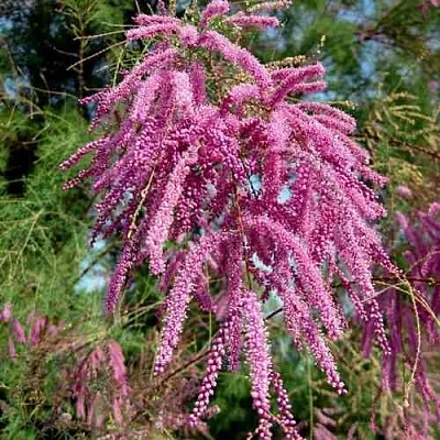 Тамарикс ПИНК КАСКАД  Тамарикс ПИНК КАСКАД в Ярославле