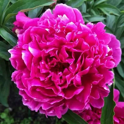 Пион КАРЛ РОЗЕНФЕЛЬД травянистый  Пион КАРЛ РОЗЕНФЕЛЬД травянистый в Ярославле