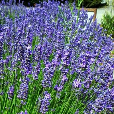 Лаванда ФЕНОМЕНАЛ узколистная  Лаванда ФЕНОМЕНАЛ узколистная в Ярославле