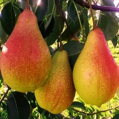 Груша АББАТ ФЕТЕЛЬ   Груша АББАТ ФЕТЕЛЬ  в Ярославле