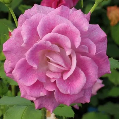 Саженцы роз ВИОЛЕТТА чайно-гибридная в Ярославле