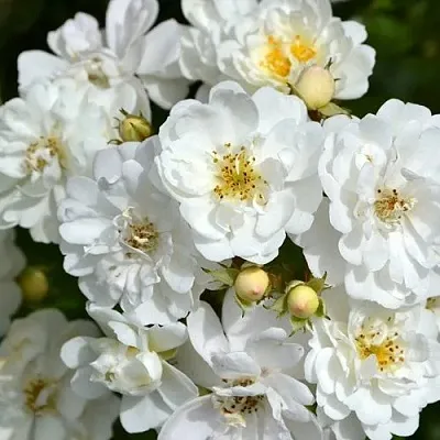 Саженцы роз ГИРЛЯНДА ДЕ АМУР мускусная в Ярославле