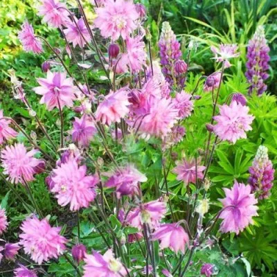 Аквилегия БАРЛОУ ПИНК гибрид МакКаны — описание сорта Аквилегия БАРЛОУ ПИНК гибрид МакКаны в Ярославле