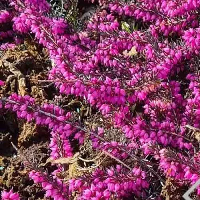 ЭРИКА "АЛЬПИЙСКИЙ ВЕРЕСК" (зимующая) сорт АТРОРУБРА  ЭРИКА "АЛЬПИЙСКИЙ ВЕРЕСК" (зимующая) сорт АТРОРУБРА в Ярославле