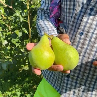 Груша ЗАРЕЧНАЯ КОМПАКТНАЯ  Груша ЗАРЕЧНАЯ КОМПАКТНАЯ в Ярославле