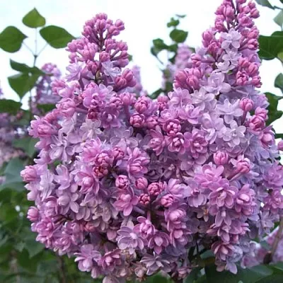 Сирень КОЛХОЗНИЦА в Ярославле