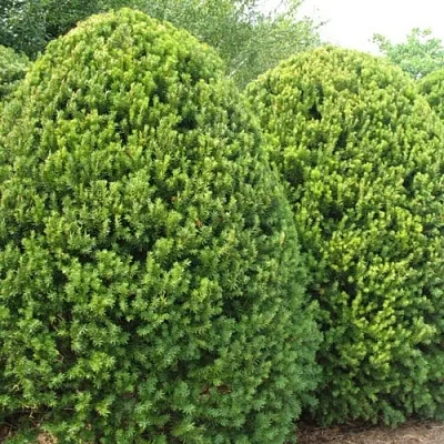 Тис  Тис в Ярославле