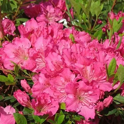 Азалия КИРСТИН японская  Азалия КИРСТИН японская в Ярославле