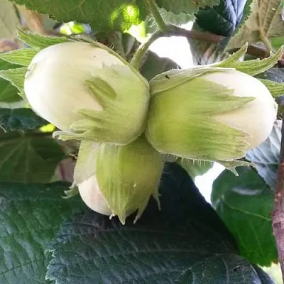 Фундук ЮННАТ в Ярославле