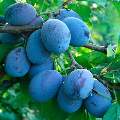 Синяя   Синяя  в Ярославле