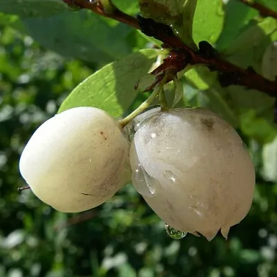 Голубика СНЕГУРОЧКА  Голубика СНЕГУРОЧКА в Ярославле