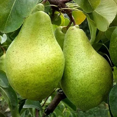 Груша НОЯБРЬСКАЯ ЗИМНЯЯ  Груша НОЯБРЬСКАЯ ЗИМНЯЯ в Ярославле