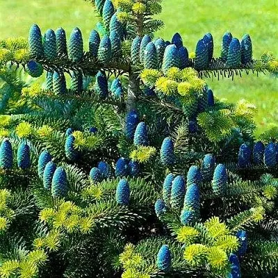 Пихта корейская   Пихта корейская  в Ярославле