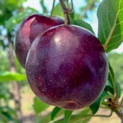 Слива АНЖЕЛИНО  Слива АНЖЕЛИНО в Ярославле