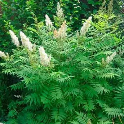 Рябинник рябинолистный СЭМ  Рябинник рябинолистный СЭМ в Ярославле