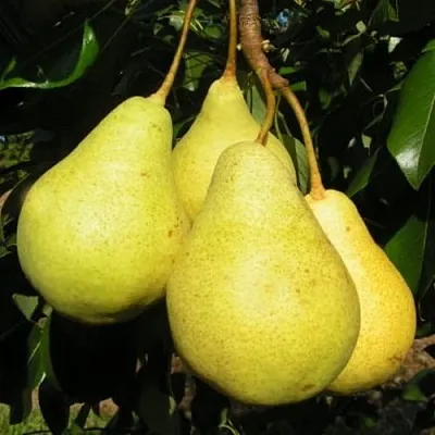 Груша ВИЛИЯ  Груша ВИЛИЯ в Ярославле