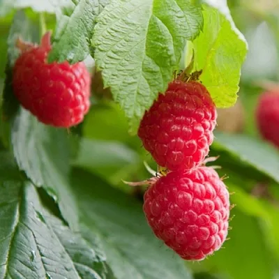 Малина МАРАВИЛЛА  Малина МАРАВИЛЛА в Ярославле