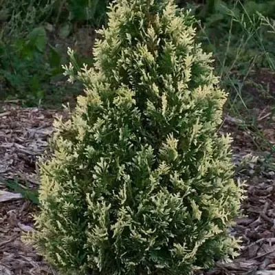 Туя БРАБАНТ ВАРИЕГАТТА западная  Туя БРАБАНТ ВАРИЕГАТТА западная в Ярославле