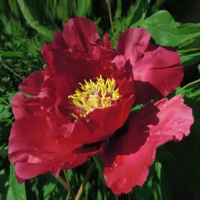 Пион КРАСНЫЙ ЛОТОС древовидный в Ярославле