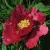 Пион КРАСНЫЙ ЛОТОС древовидный — описание сорта Пион КРАСНЫЙ ЛОТОС древовидный в Ярославле