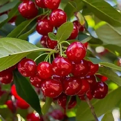 Вишня ГИРЛЯНДА  Вишня ГИРЛЯНДА в Ярославле