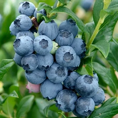 Голубика ХАРДИБЛЮ  Голубика ХАРДИБЛЮ в Ярославле