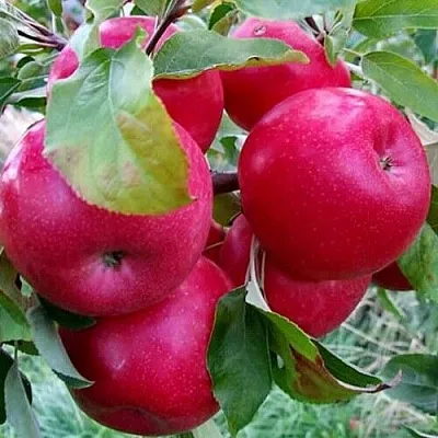 Яблоня Айдаред Яблоня Айдаред