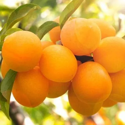 Слива МАРА  Слива МАРА в Ярославле