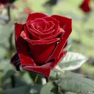 Саженцы роз ТАБУ чайно-гибридная в Ярославле