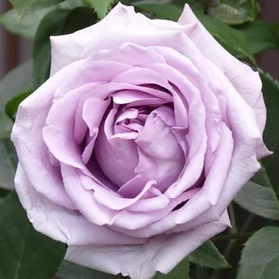 Саженцы роз ИНДИГОЛЕТТА плетистая в Ярославле