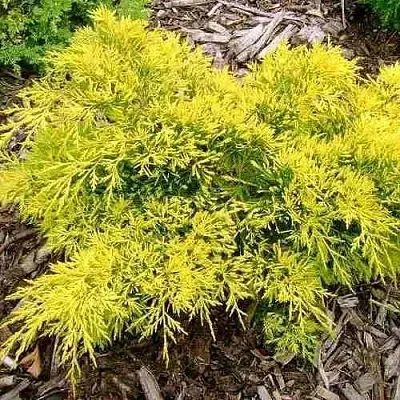 Можжевельник КИНГ ОФ СПРИНГ средний  Можжевельник КИНГ ОФ СПРИНГ средний в Ярославле