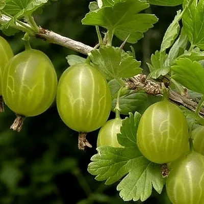 Крыжовник УРАЛЬСКИЙ БЕСШИПНЫЙ в Ярославле