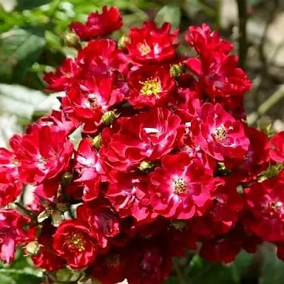 Саженцы роз АЛЬБЕРИХ полиантовая  Саженцы роз АЛЬБЕРИХ полиантовая в Ярославле