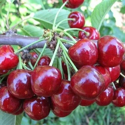 Вишня ДЕСЕРТНАЯ МОРОЗОВОЙ  Вишня ДЕСЕРТНАЯ МОРОЗОВОЙ в Ярославле